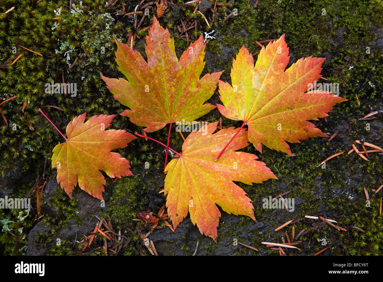 Vine maple cadono le foglie in autunno ottobre nella cascata montagne di Oregon Foto Stock