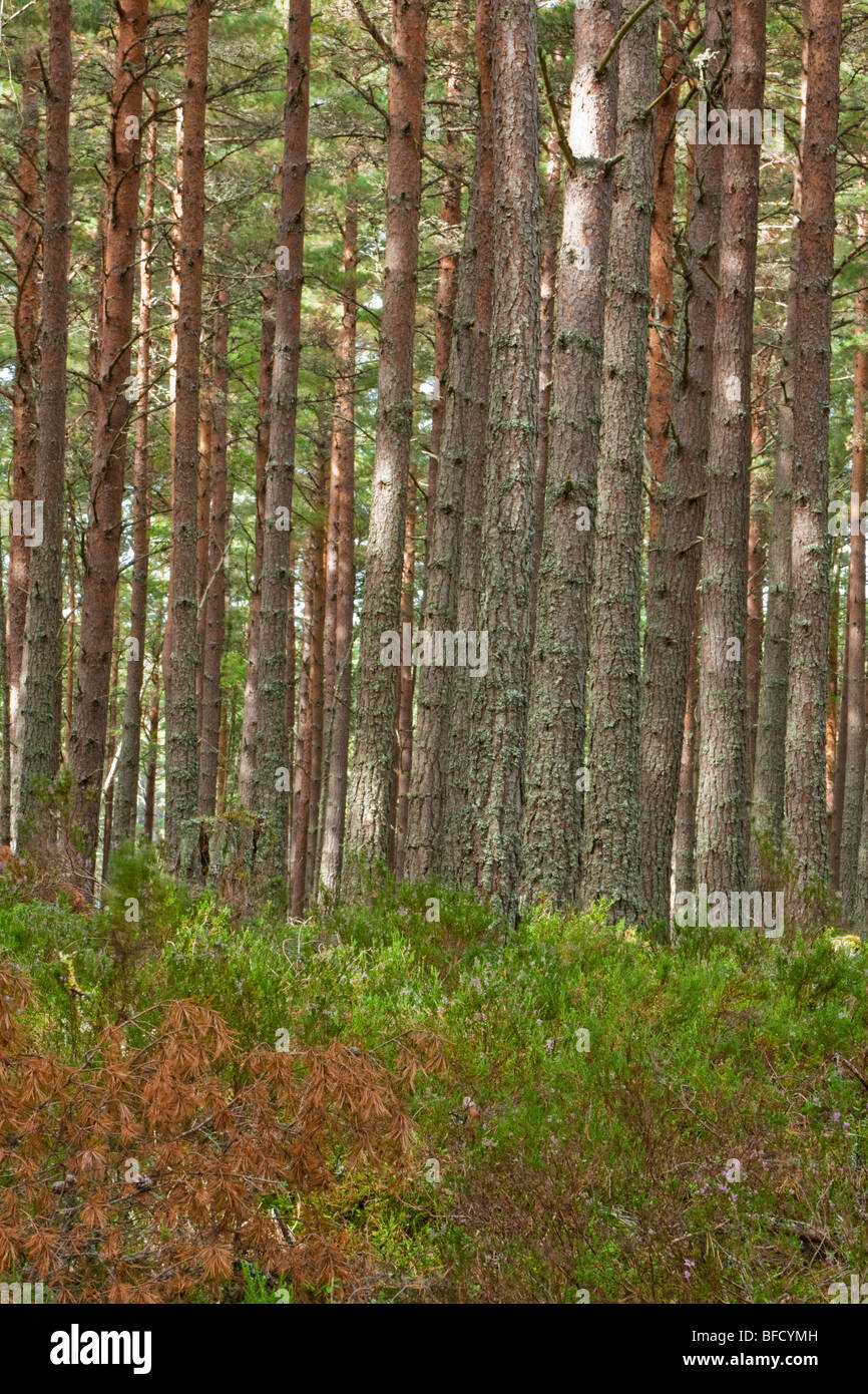 Caledonian Pineta di Abernethy Forest Riserva Naturale Nazionale, Loch Garten, Cairngorms National Park, Scotland, Regno Unito Foto Stock