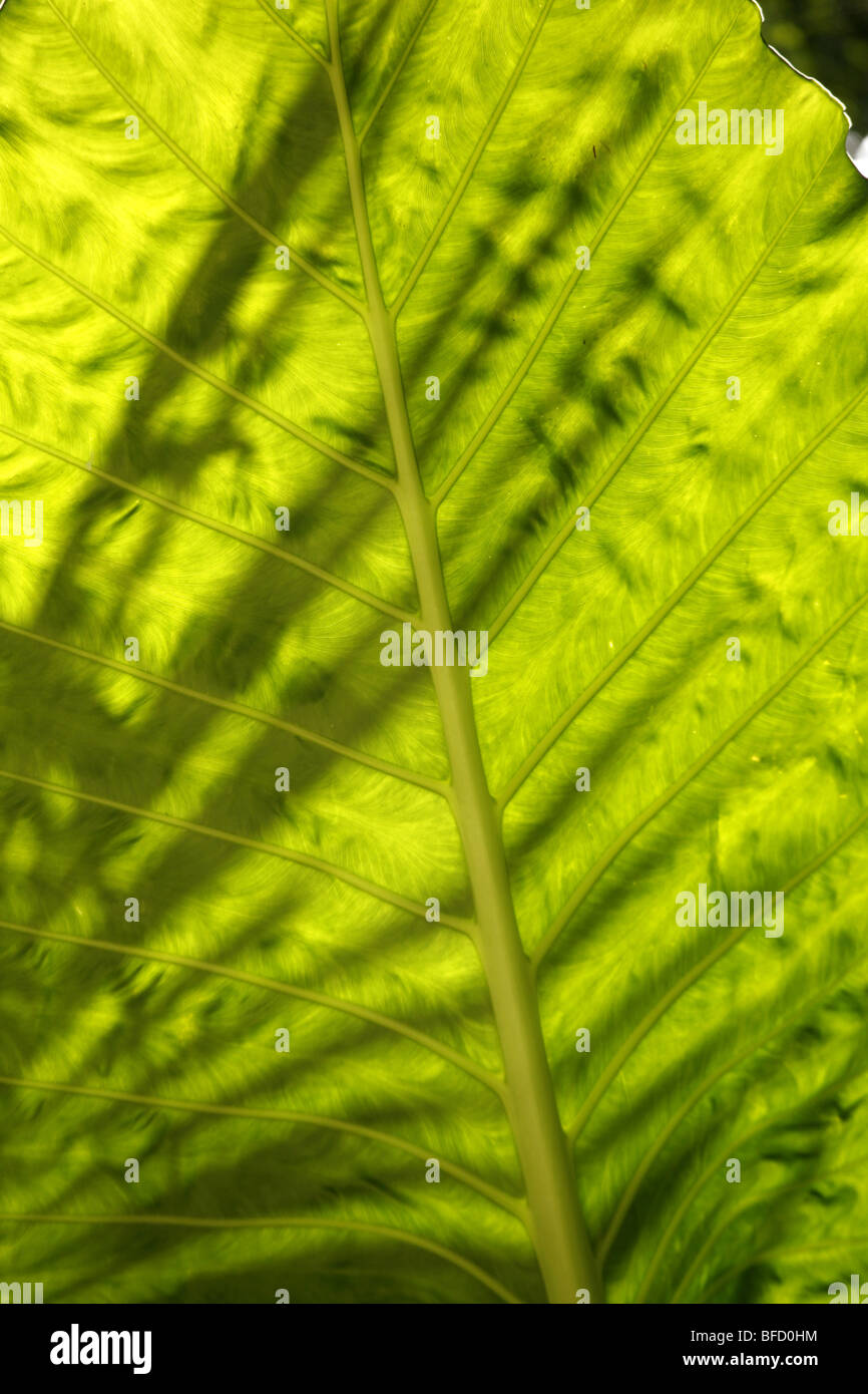 Vegetazione tropicale e foglie Foto Stock