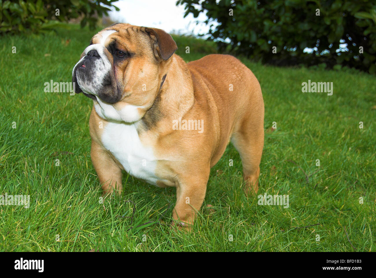 Bulldog inglesi o Bulldog inglese, è una dimensione medio-razza di cane che ha avuto origine in Inghilterra. Foto Stock