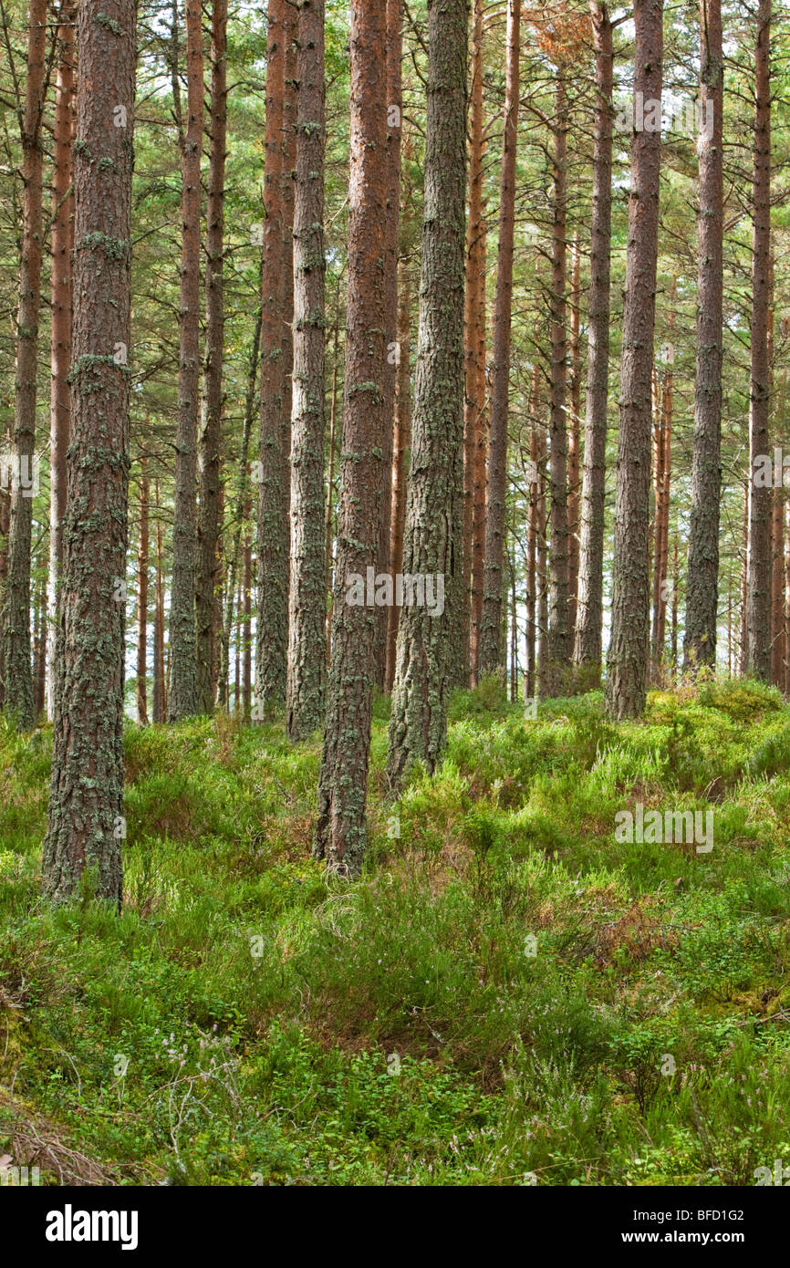 Caledonian Pineta di Abernethy Forest Riserva Naturale Nazionale, Loch Garten, Cairngorms National Park, Scotland, Regno Unito Foto Stock