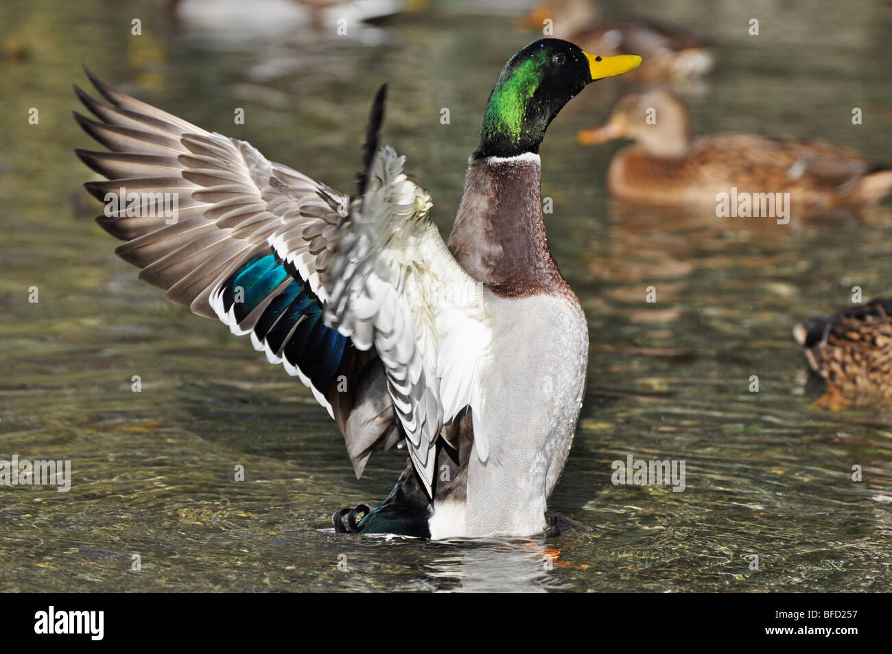 Mallard Drake - maschio mallard Foto Stock