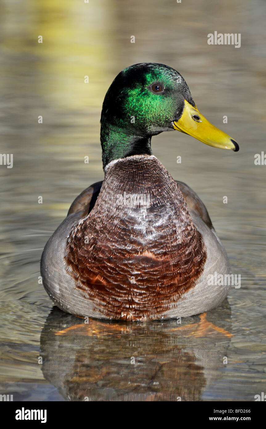 Mallard Drake - maschio mallard Foto Stock