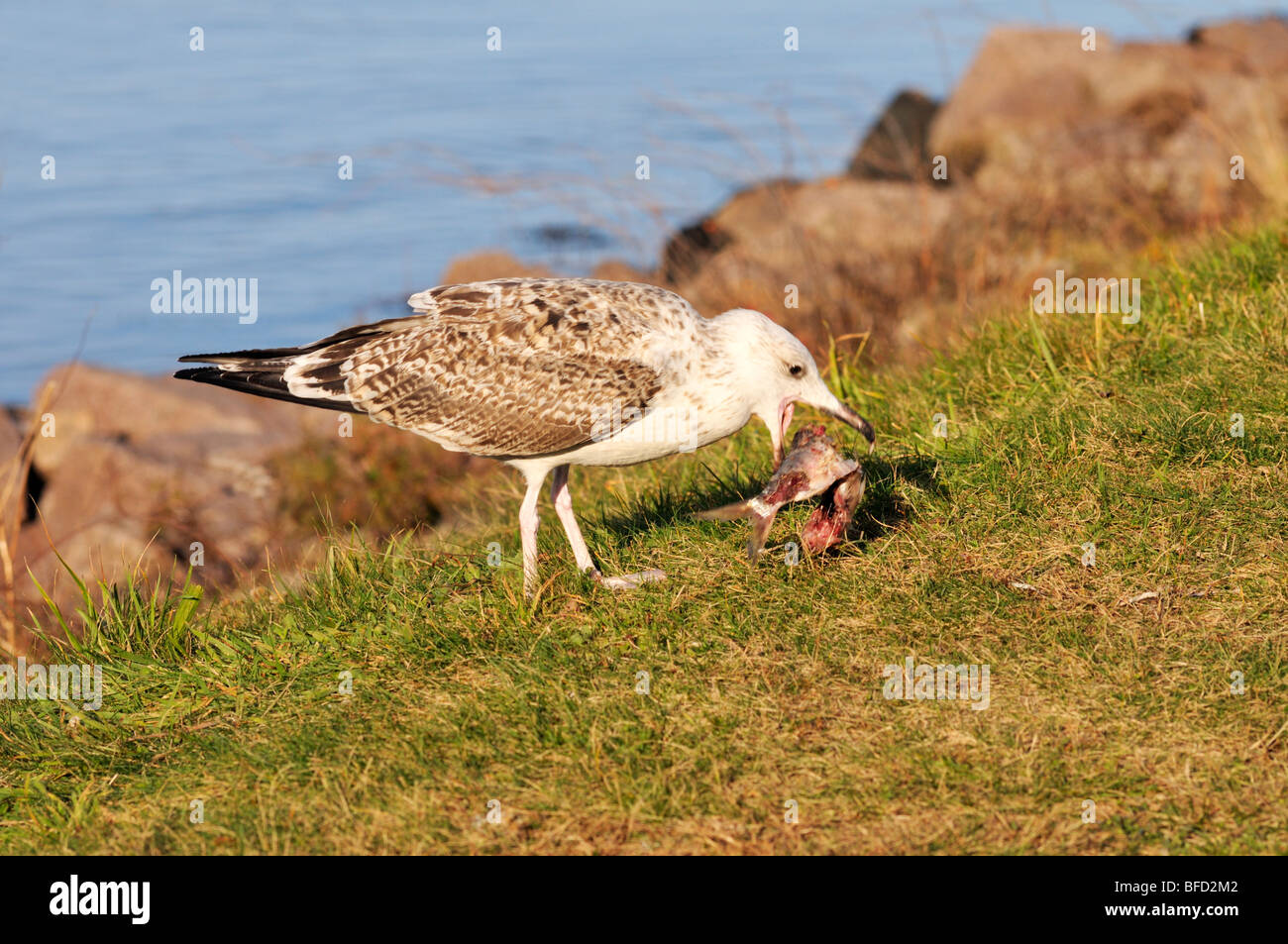 Seagull mangiare un pesce sulle rive del canale di Cape Cod Foto Stock