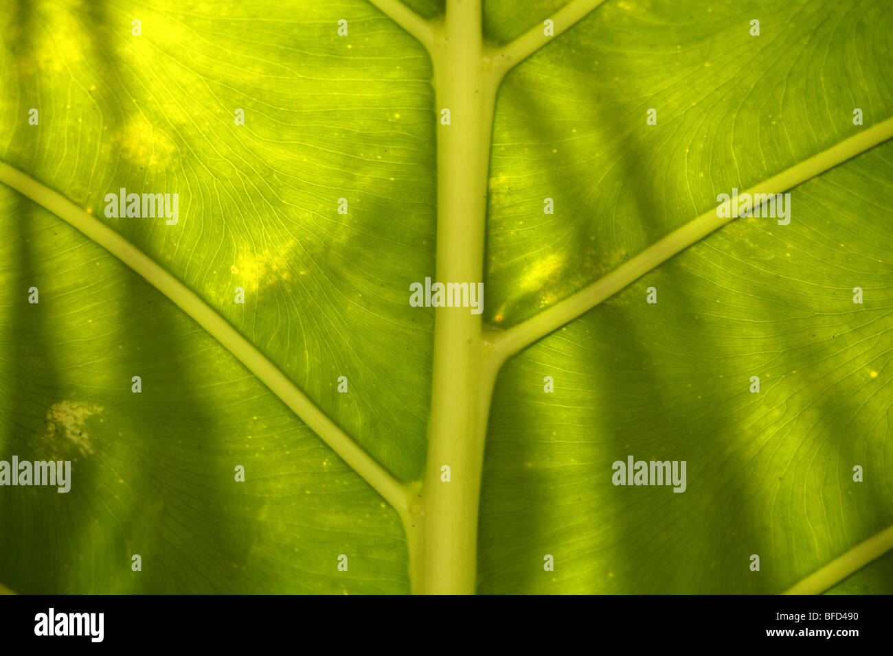 Nervature di una foglia Foto Stock