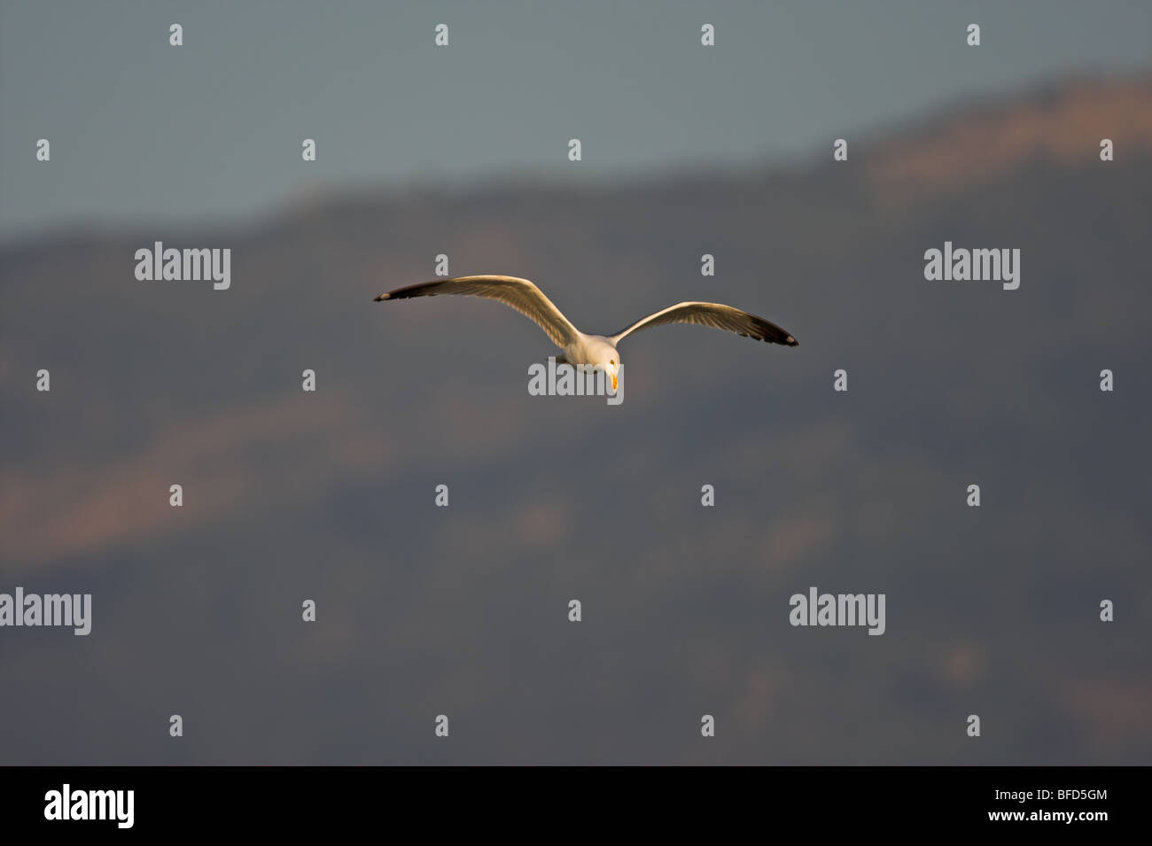 Western giallo-gambe Gull Larus cachinnans michahellis Foto Stock