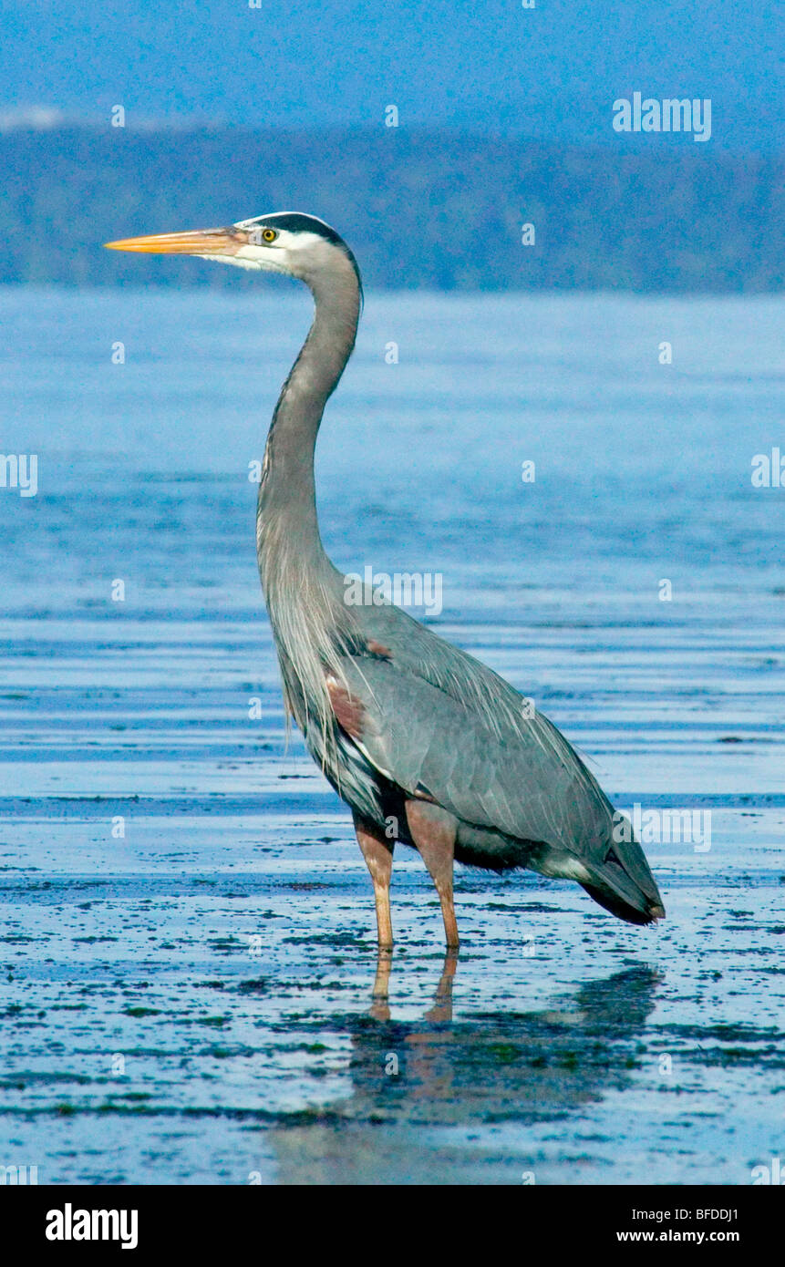Vista laterale di airone blu (Ardea erodiade) guadare in acqua, British Columbia, Canada Foto Stock