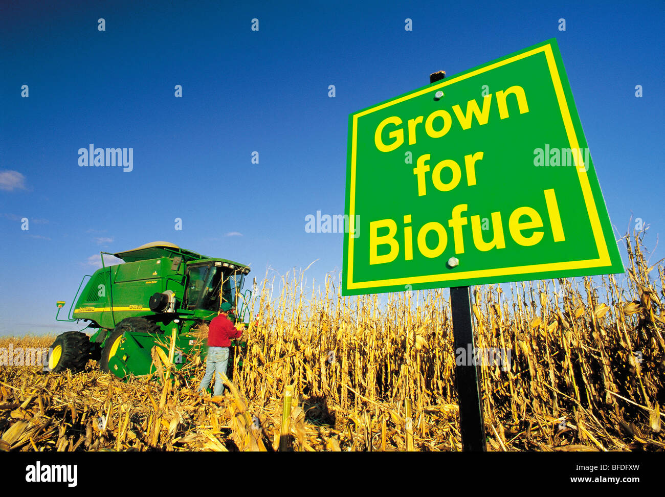 Un agricoltore controlla il mais di alimentazione prodotto raccolto per i biocarburanti, vicino a Carey, Manitoba, Canada Foto Stock