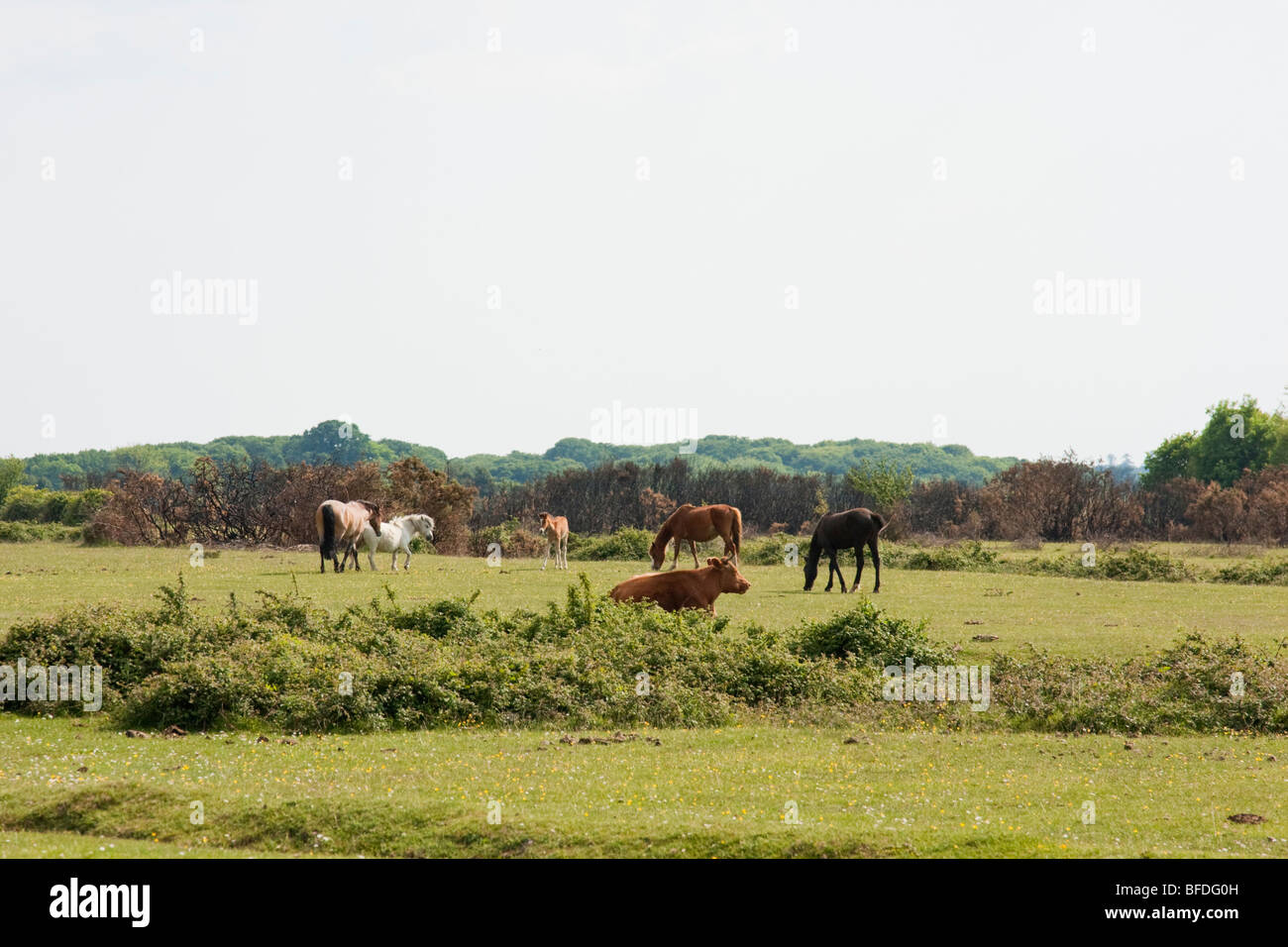 New Forest, Hampshire, Inghilterra Foto Stock