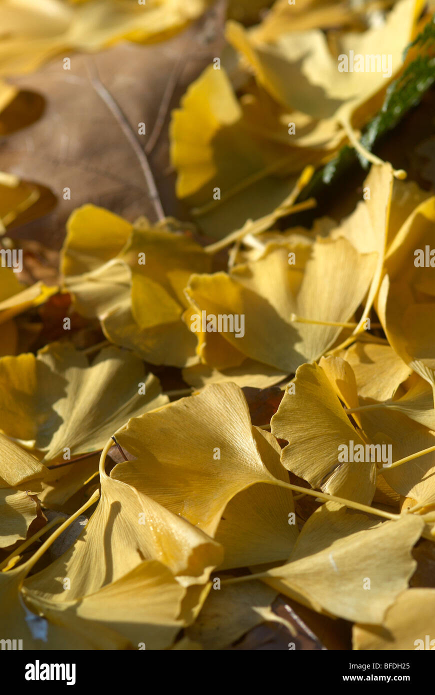 Il Ginkgo Biloba foglie cadute, Foto Stock