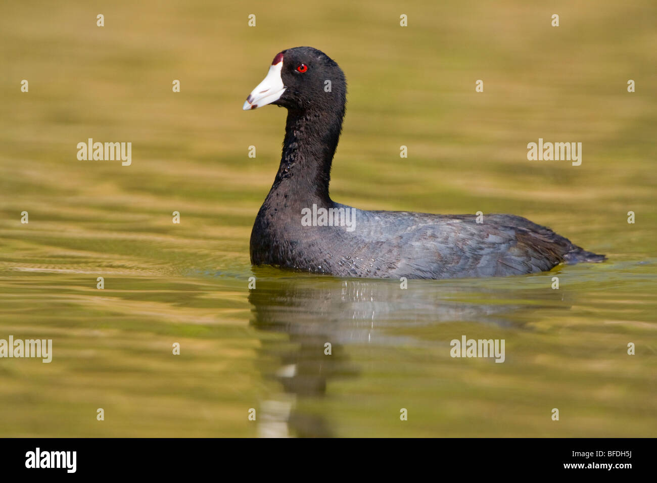American folaga (fulica americana) nuoto all Estero Llano Grande State Park in Texas Foto Stock