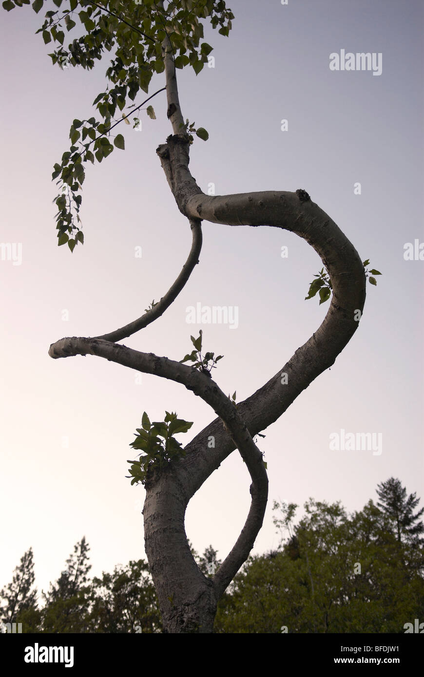 Un pioppo addestrati a crescere come una spirale creato da Richard Reames Foto Stock