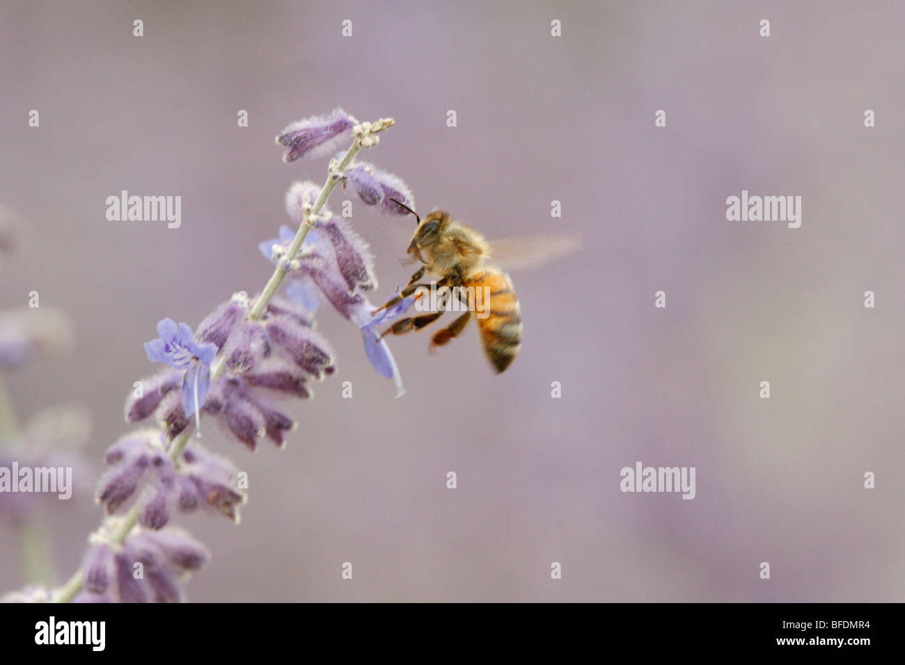 Il miele delle api getting nettare Foto Stock