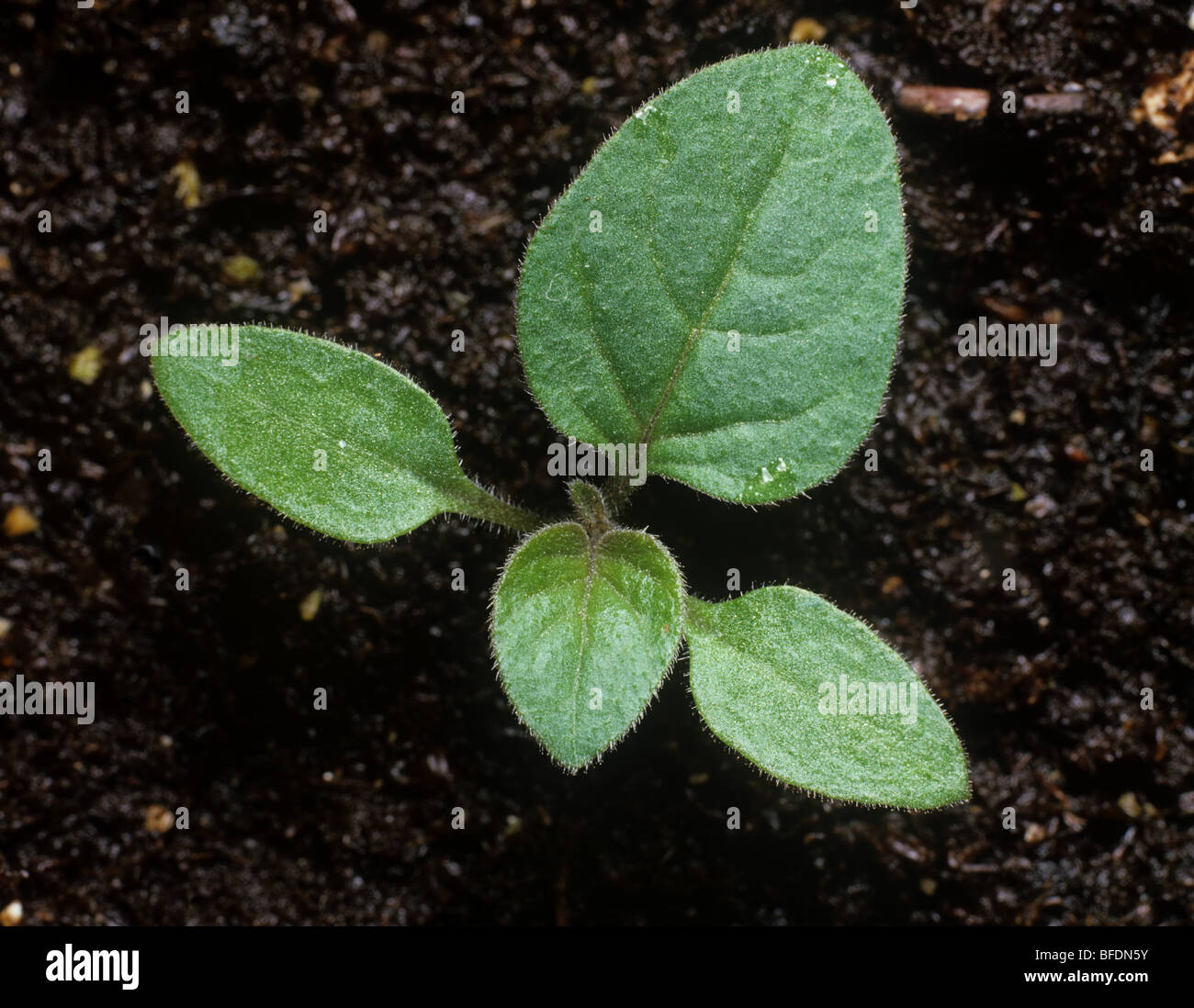 Erba Morella (Solanum nigrum) piantina con due foglie vere Foto Stock