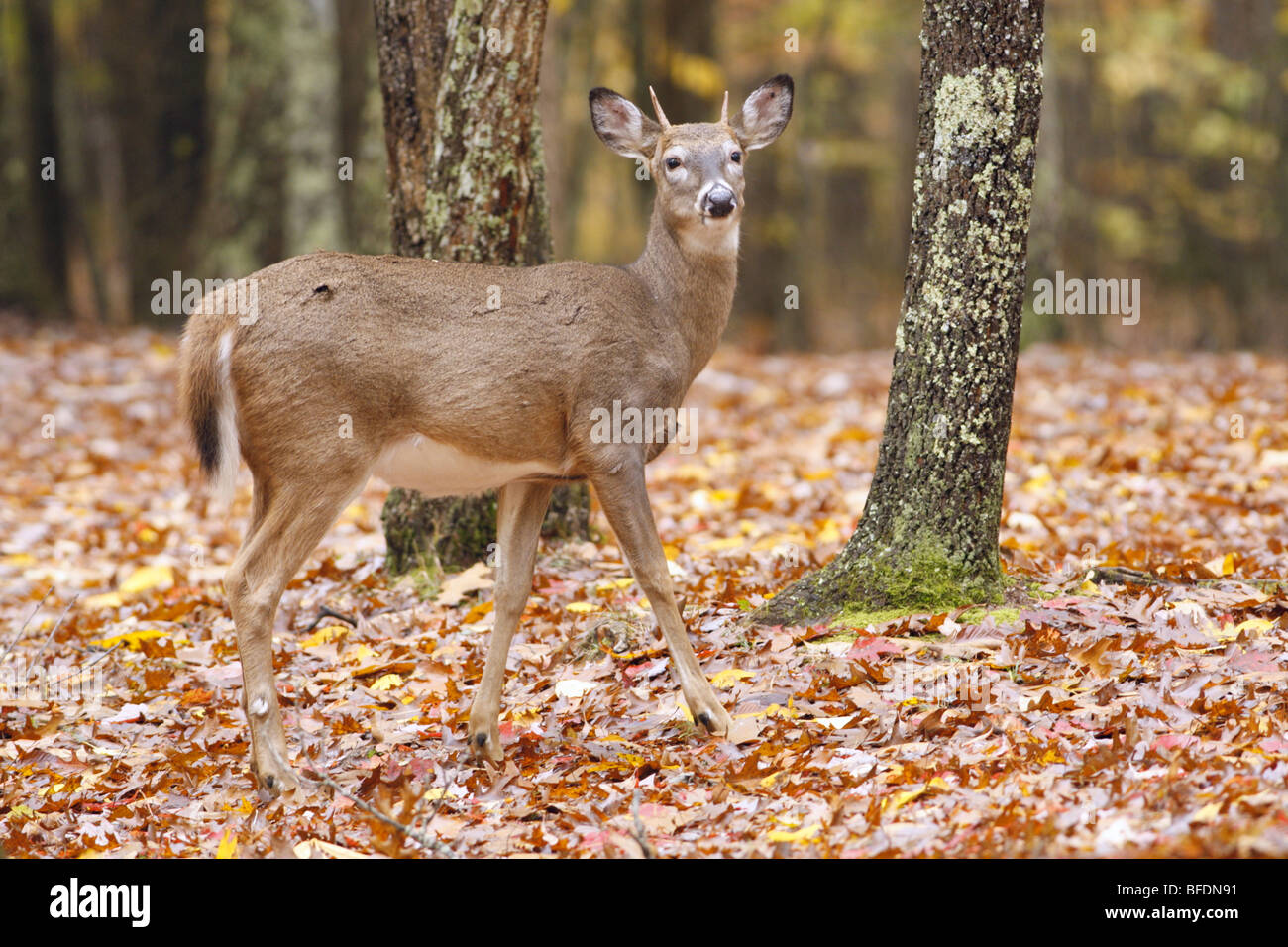 White Tailed Deer in autunno Foto Stock