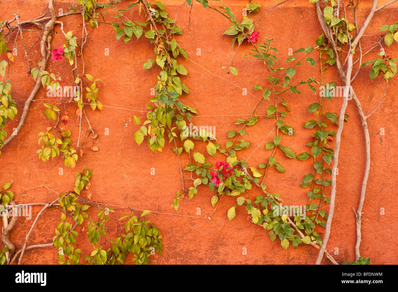 Bouganville e parete arancione; San Miguel De Allende, Messico. Foto Stock