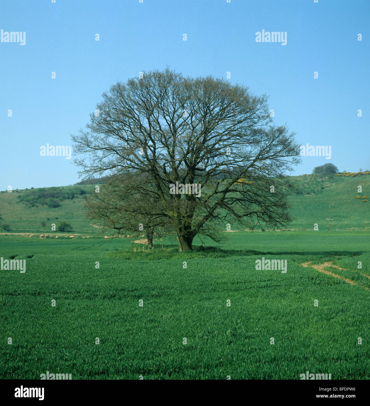 Unico albero di quercia (Quercus robur) con sfumatura verde delle foglie di germogli in primavera in una giovane del raccolto di cereali Foto Stock