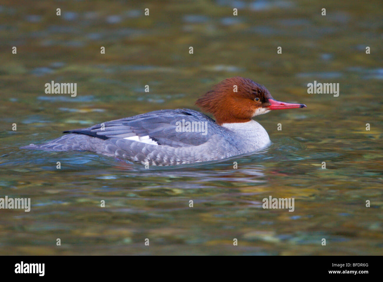 Comune (merganser Mergus merganser) nuoto in Victoria, Isola di Vancouver, British Columbia, Canada Foto Stock