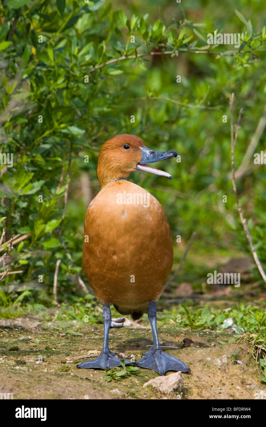 Fulvous Whistling-Duck (Dendrocygna bicolor) vicino a Houston, Texas, Stati Uniti d'America Foto Stock
