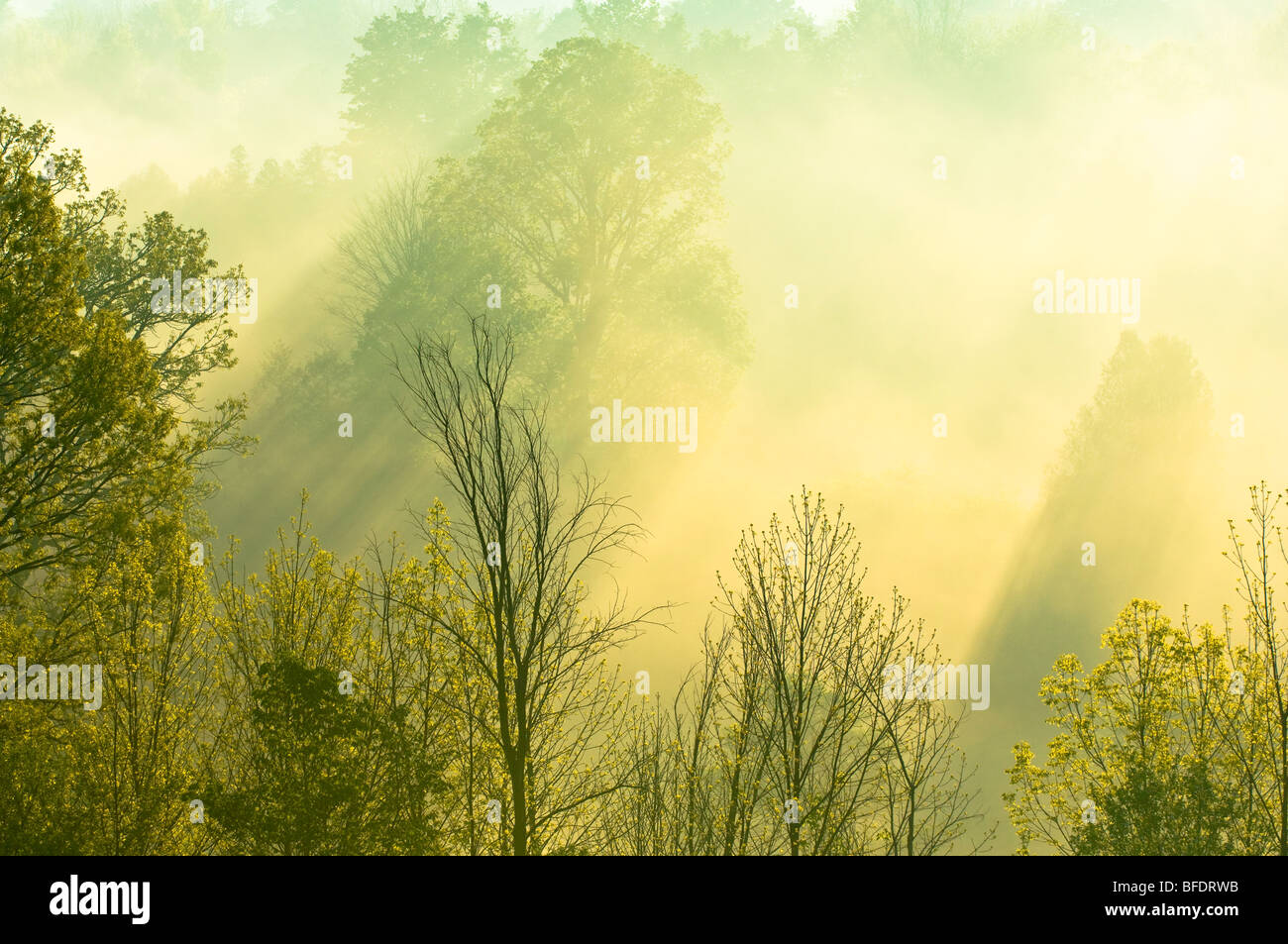 Mattina luce del sole che filtra attraverso gli alberi e la nebbia oltre il gran fiume vicino a West Montrose, Ontario, Canada Foto Stock