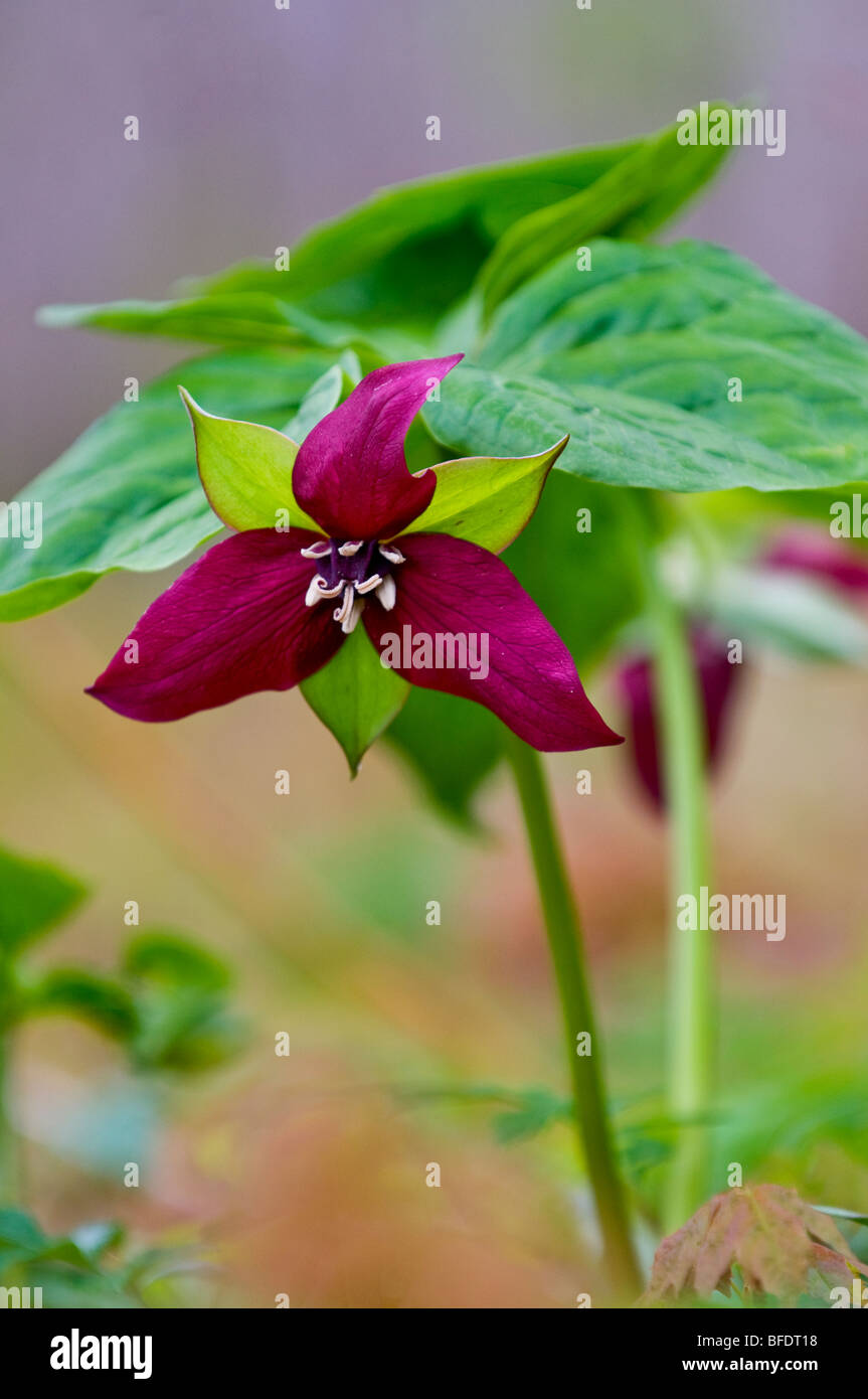 Rosso (Trillium Trillium erectus) prima di foglia-out nel bosco di latifoglie, vicino alla baia di speranza, Ontario, Canada Foto Stock