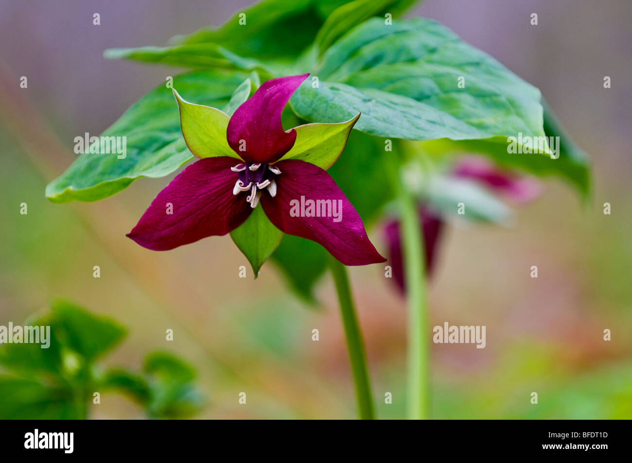 Rosso (Trillium Trillium erectus) prima di foglia-out nel bosco di latifoglie, vicino alla baia di speranza, Ontario, Canada Foto Stock