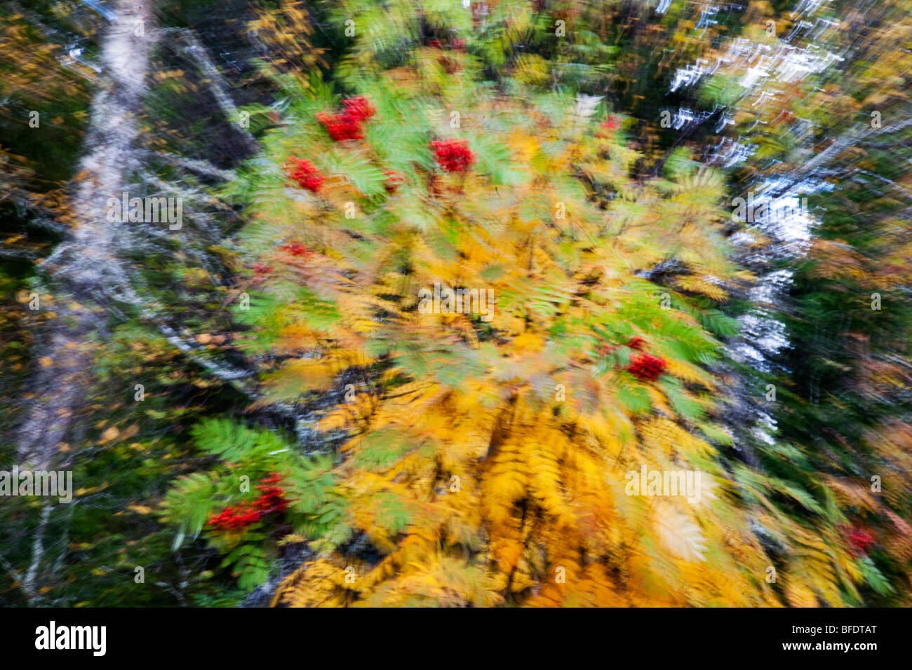 Umore stagioni atmosferica colori esposizione di zoom della Svezia Foto Stock
