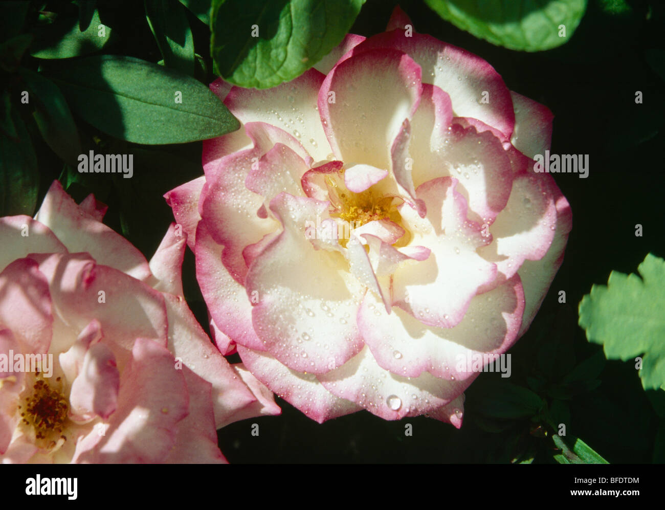 Close-up di crema rosa con rosa-refilato petali Foto Stock