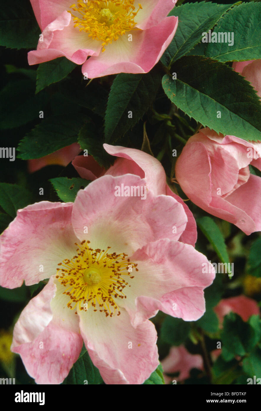 Close up di rosa pallido rose Foto Stock