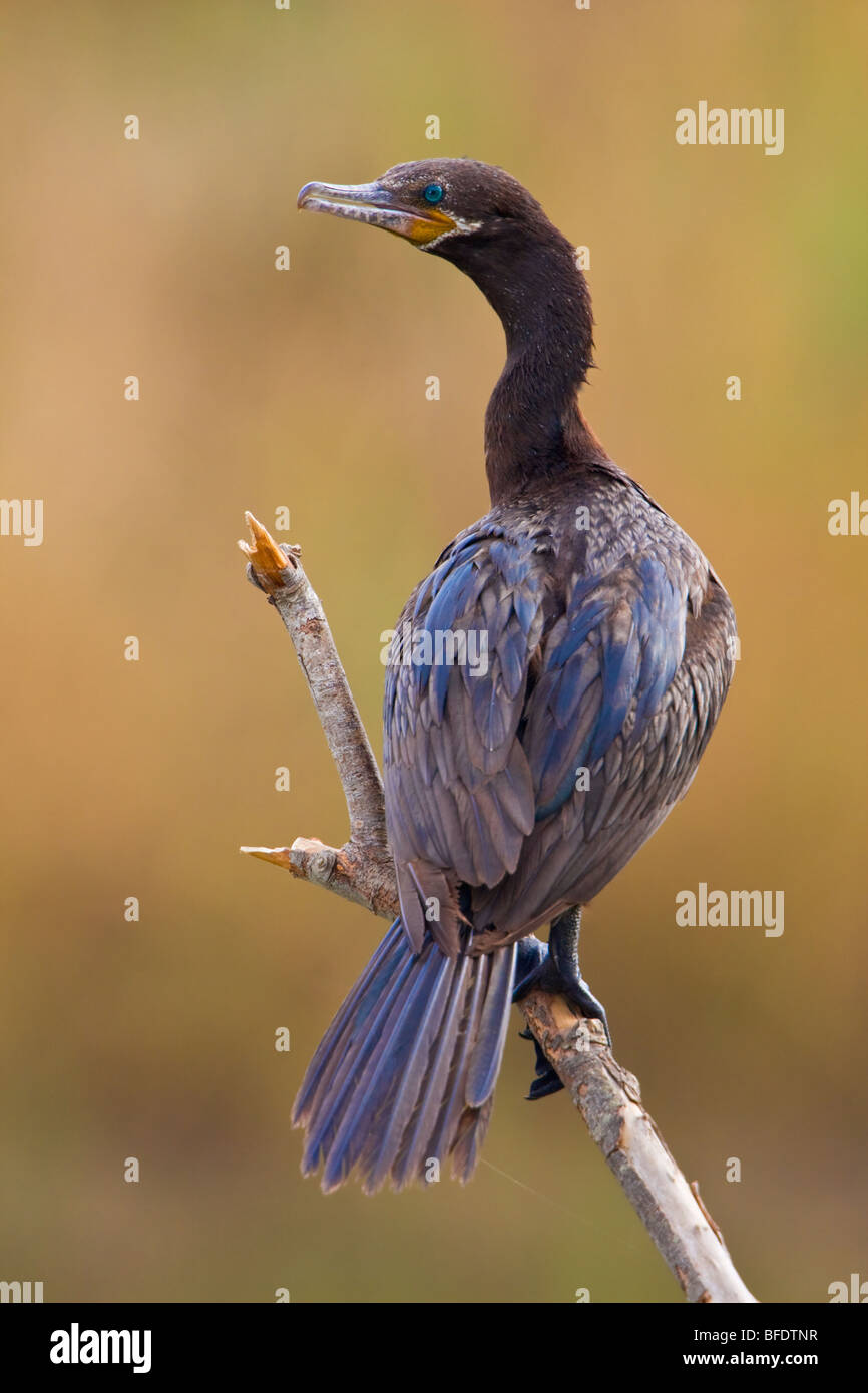 Neotropic cormorano (Phalacrocorax brasilianus) all Estero Llano Grande parco dello stato del Texas, Stati Uniti d'America Foto Stock