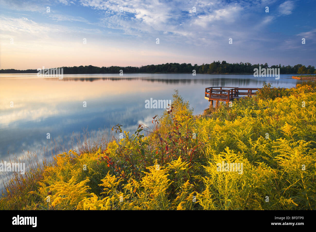 Oro (Solidago) lungo il lago Napenco, Binbrook Area di Conservazione, Binbrook, Ontario, Canada Foto Stock
