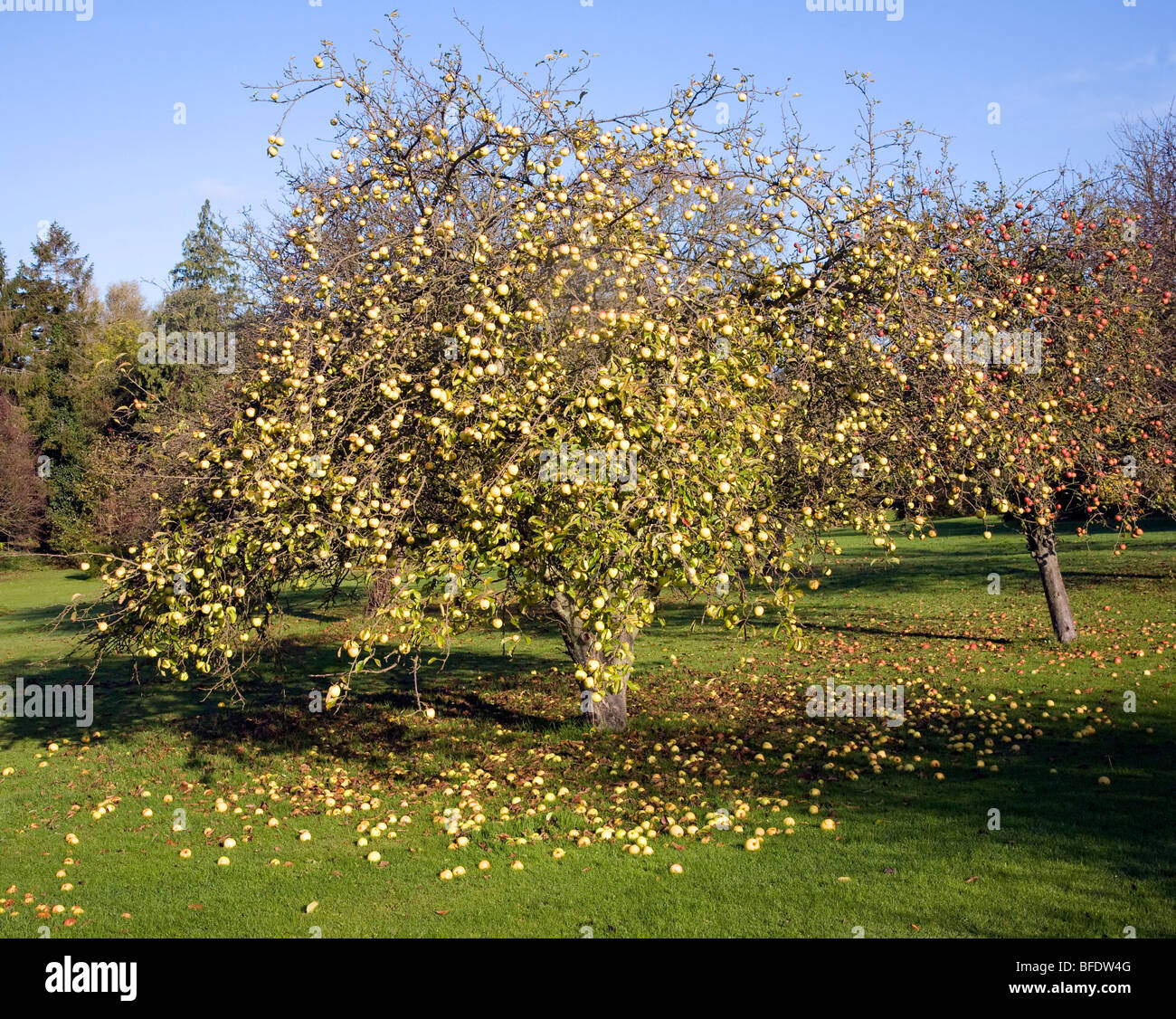 Albero di mele di spargimento del frutteto di mele in autunno, Suffolk, Inghilterra Foto Stock Albero di mele di spargimento del frutteto di mele in autunno, Suffolk, Inghilterra Foto Stock