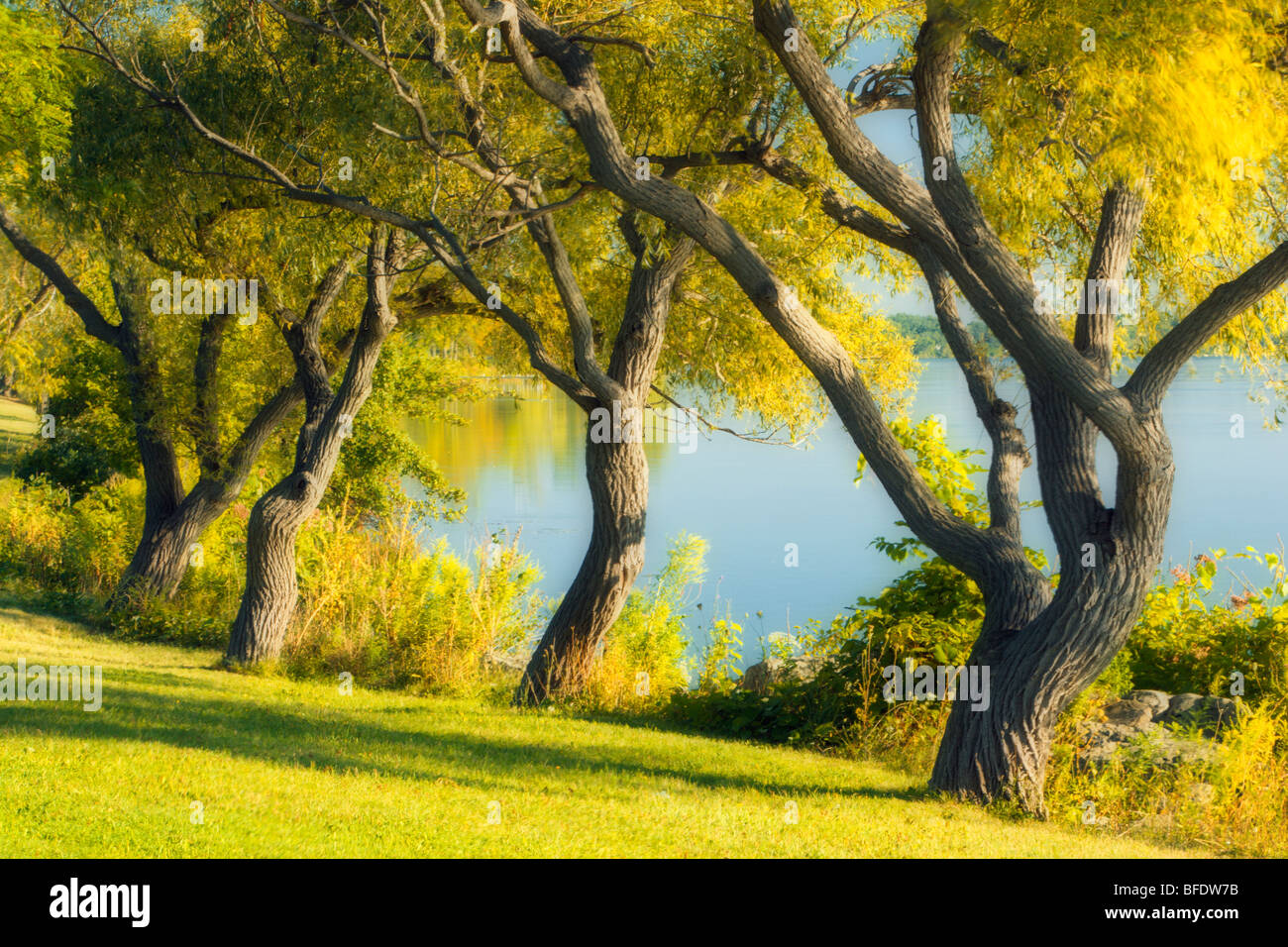 Alberi lungo il fiume Niagara vicino Chippawa, Ontario, Canada Foto Stock