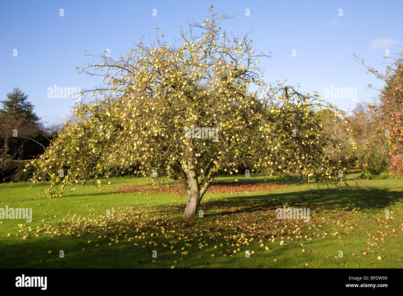 Albero di mele di spargimento del frutteto di mele in autunno, Suffolk, Inghilterra Foto Stock Albero di mele di spargimento del frutteto di mele in autunno, Suffolk, Inghilterra Foto Stock