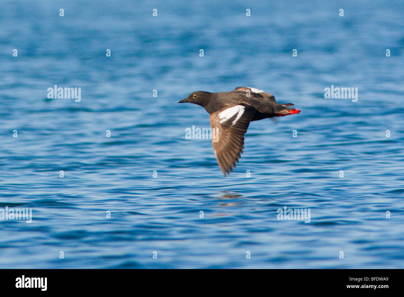 Pigeon Guillemot (Cepphus columba) volare sull'acqua in Victoria, Isola di Vancouver, British Columbia, Canada Foto Stock