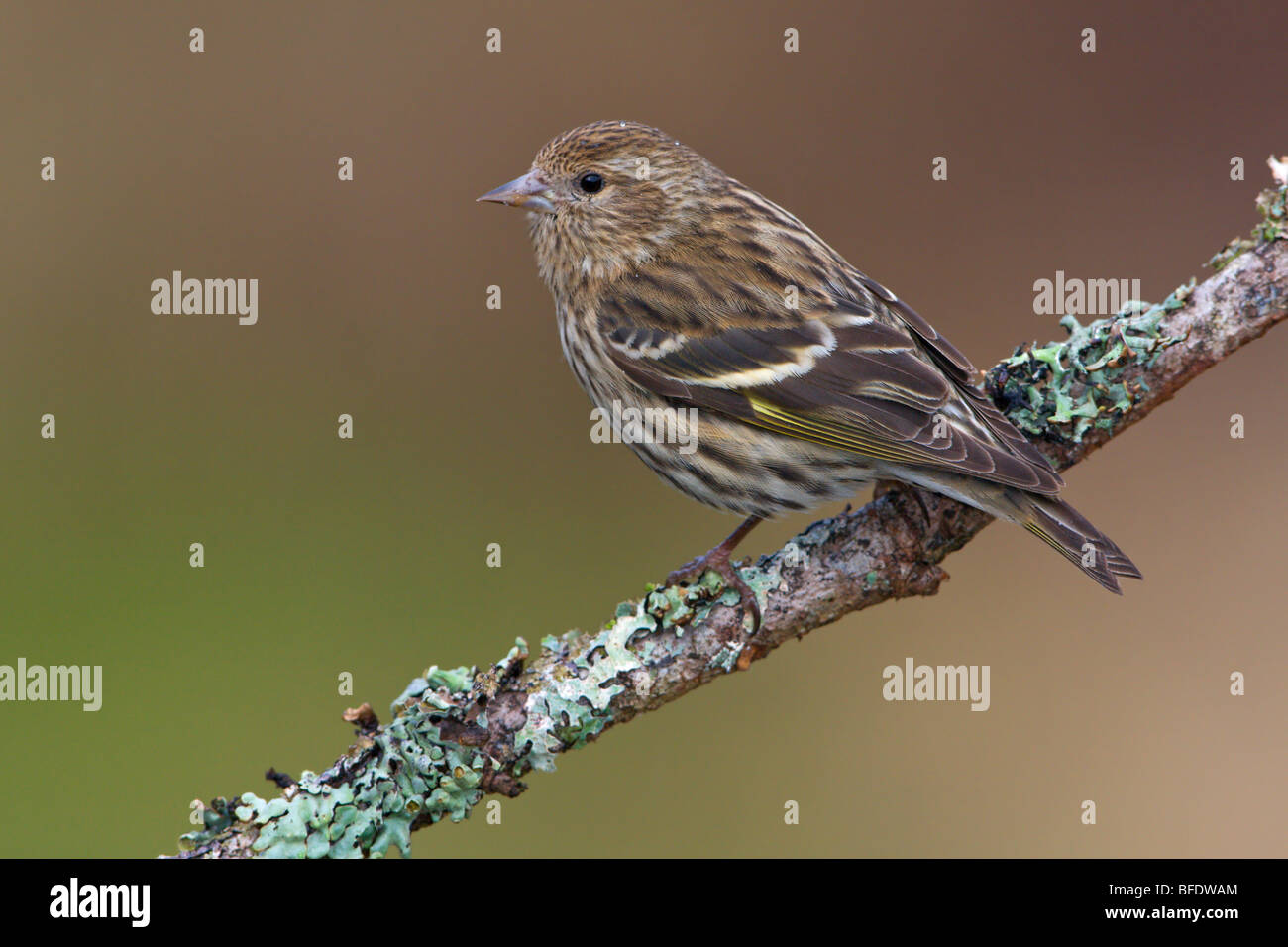 Pino (lucherino Carduelis pinus) appollaiato su un ramo in Victoria, Isola di Vancouver, British Columbia, Canada Foto Stock