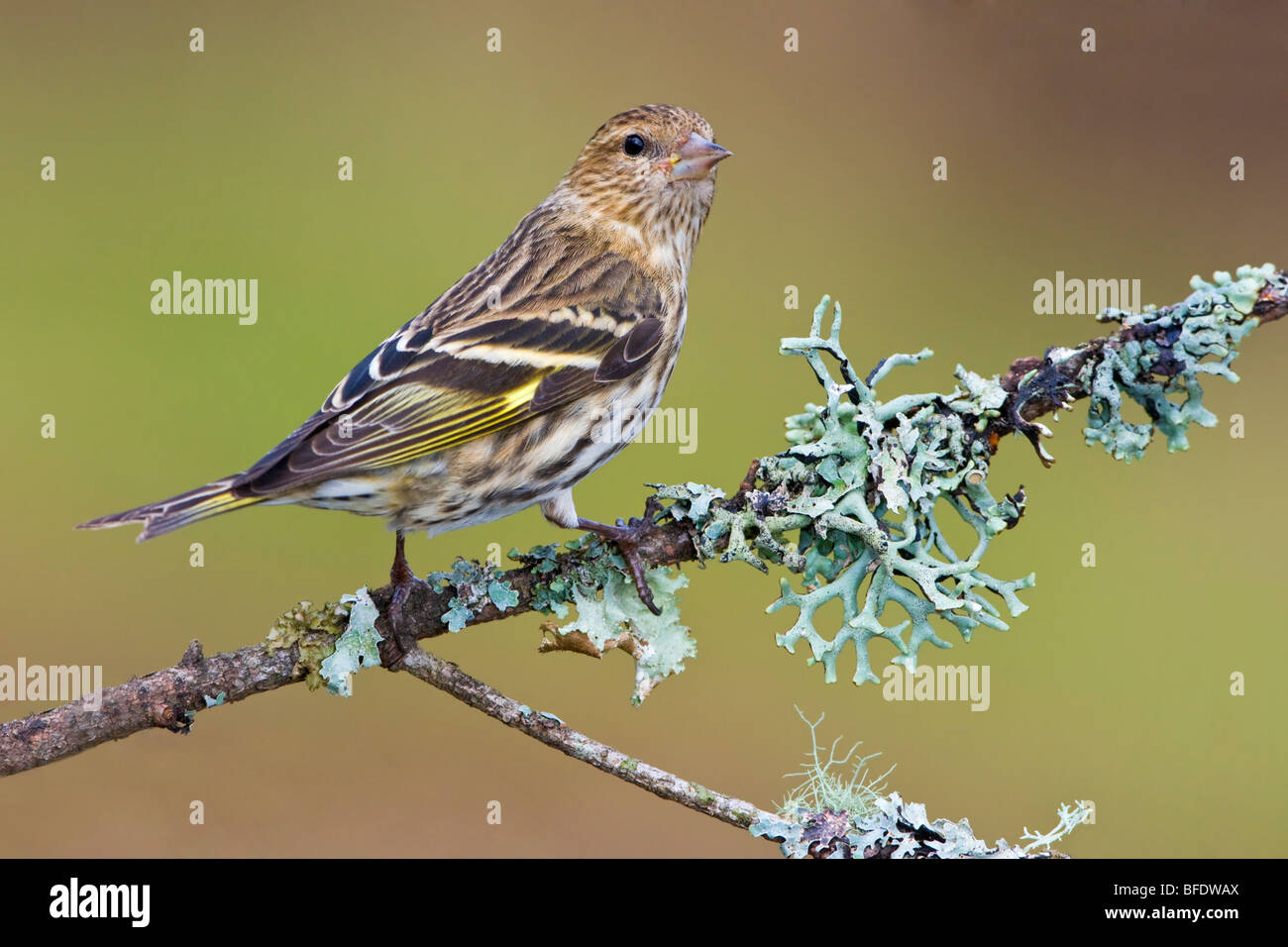 Pino (lucherino Carduelis pinus) appollaiato su un ramo in Victoria, Isola di Vancouver, British Columbia, Canada Foto Stock