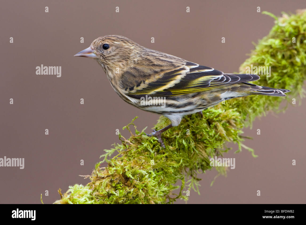 Pino (lucherino Carduelis pinus) appollaiato su un ramo in Victoria, Isola di Vancouver, British Columbia, Canada Foto Stock