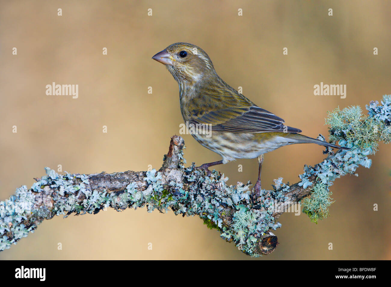 Viola Finch (Carpodacus purpureus) appollaiato su un ramo in Victoria, Isola di Vancouver, British Columbia, Canada Foto Stock