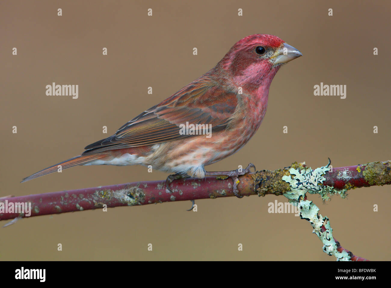 Viola Finch (Carpodacus purpureus) appollaiato su un ramo in Victoria, Isola di Vancouver, British Columbia, Canada Foto Stock