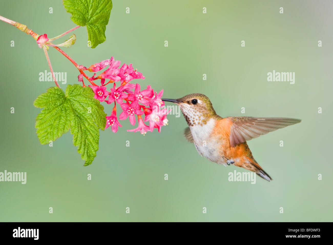 Rufous hummingbird (Selasphorus rufus) alimentazione a ribes rosso blossom nel Victoria, Isola di Vancouver, British Columbia, Canada Foto Stock