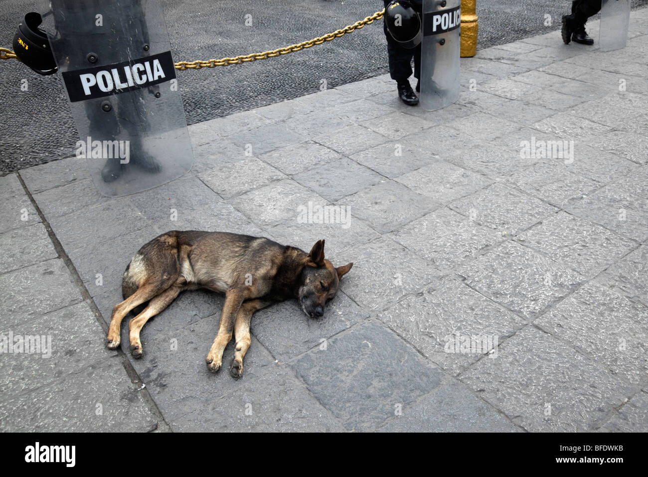 Mongrel cane dorme sul marciapiede davanti a poliziotti peruviano, Plaza de Armas, Lima, Peru Foto Stock