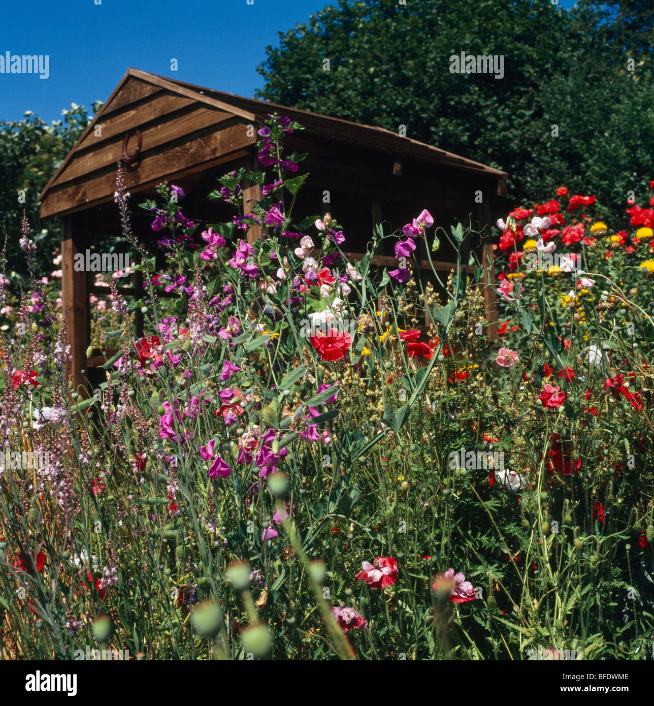 Rosso fioritura estiva annuari e rosa pisello perenne sulla banca nella parte anteriore del capannone di legno nel giardino di campagna Foto Stock