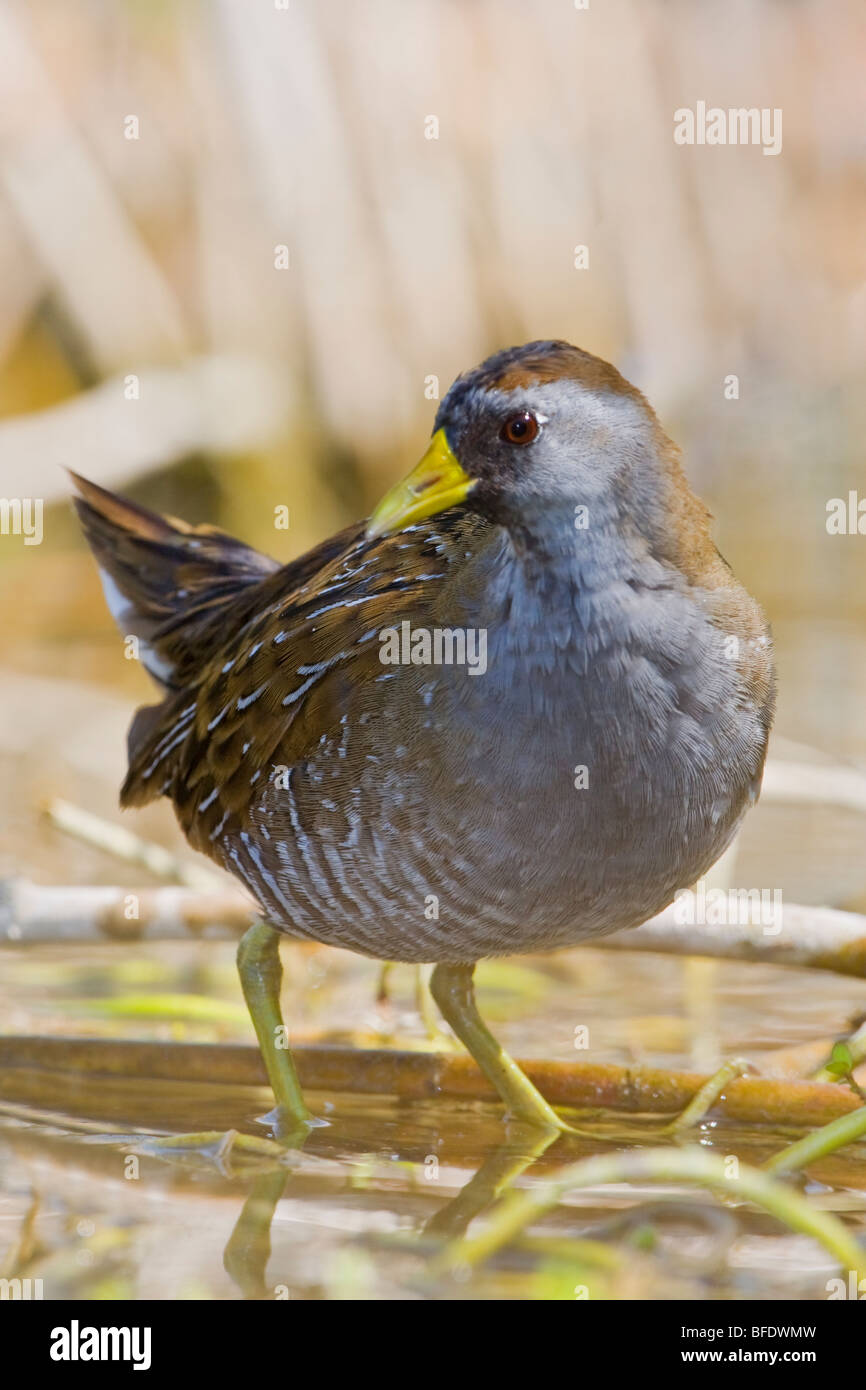 Sora (Porzana carolina) all Estero Llano Grande parco dello stato del Texas, Stati Uniti d'America Foto Stock