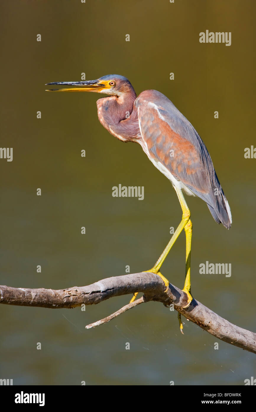 Airone tricolore (Egretta tricolore) appollaiato su un ramo all Estero Llano Grande parco dello stato del Texas, Stati Uniti d'America Foto Stock
