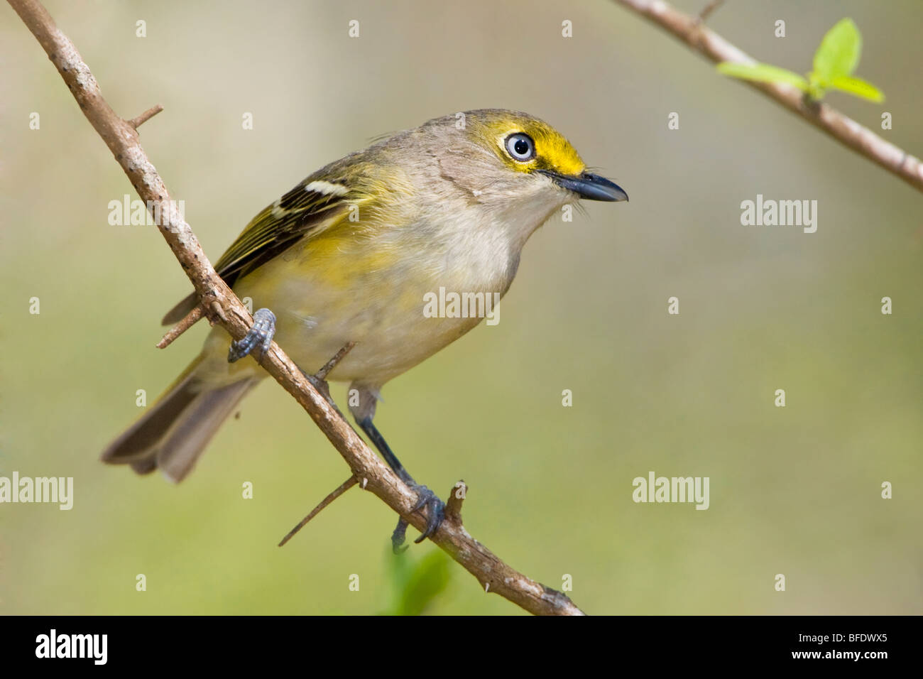 Bianco-eyed (Vireo Vireo griseus) all Estero Llano Grande parco dello stato del Texas, Stati Uniti d'America Foto Stock