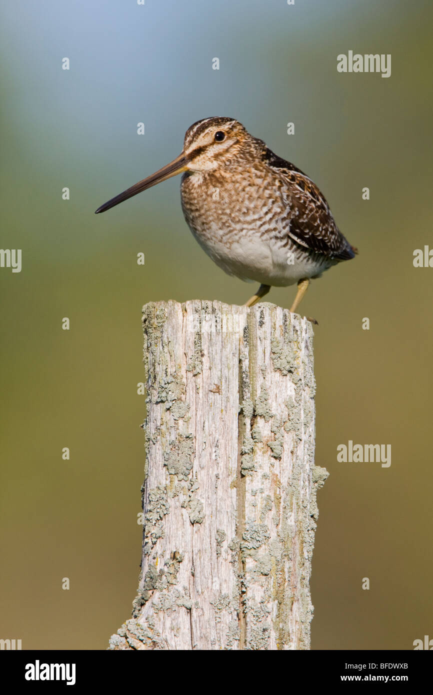 Il Wilson's beccaccino (Gallinago delicata) arroccato su di un palo da recinzione al Carden Alvar in Ontario, Canada Foto Stock