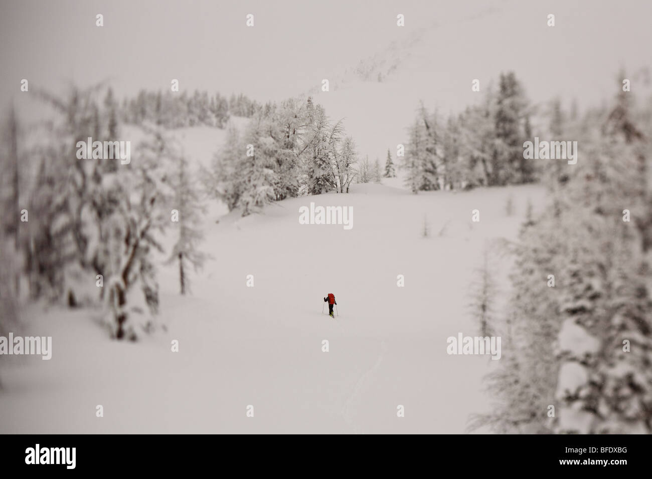 Uno sciatore uptracking a terra superiore nel backcountry, Jumbo Pass, Purcells, British Columbia, Canada Foto Stock