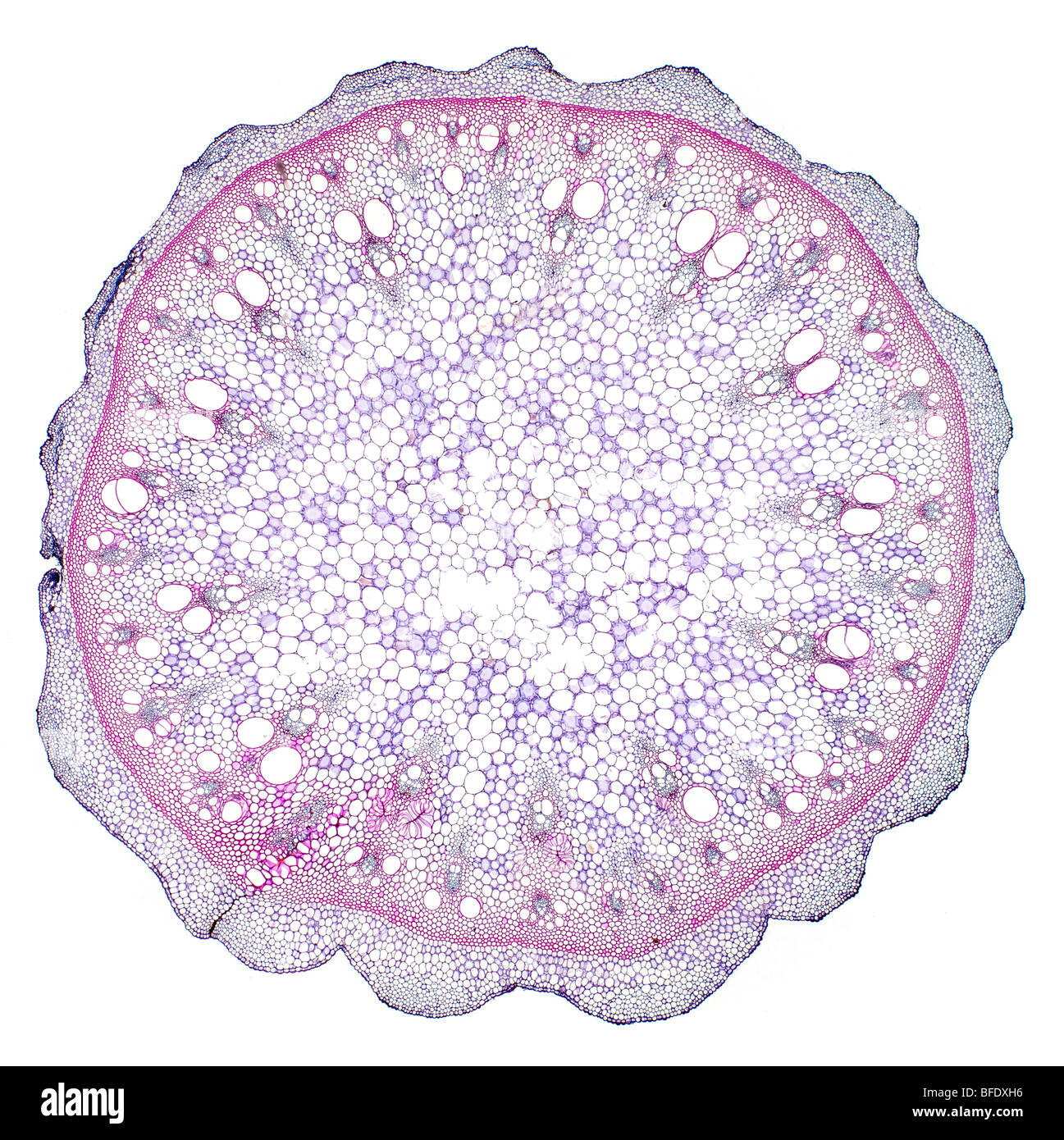 Tamus sp. stelo TS anomale di monocotiledoni, fotomicrografia in campo chiaro Foto Stock