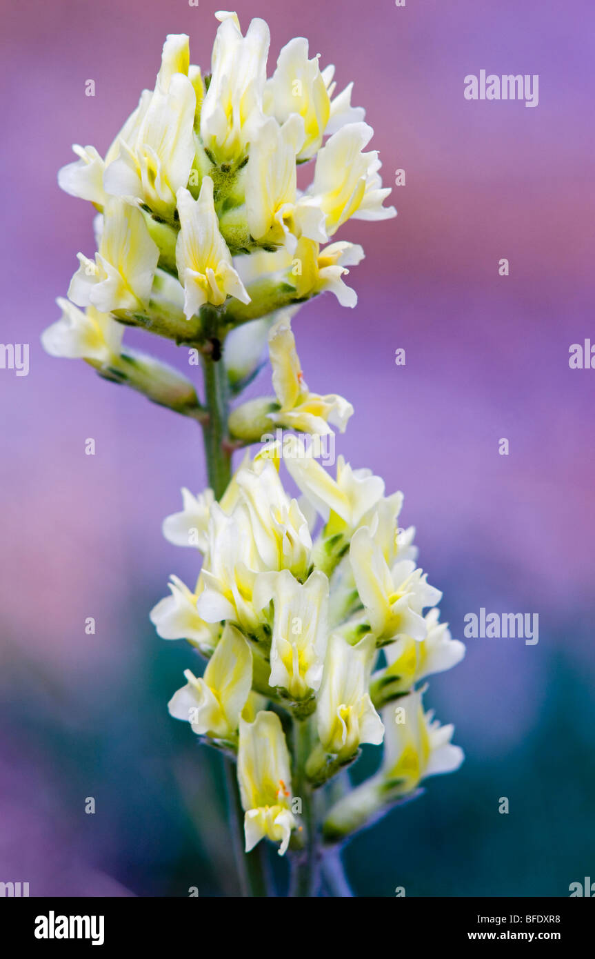 Close-up di dettaglio presto locoweed giallo (Oxytropis campestris) nel Parco Nazionale di Jasper, Alberta, Canada Foto Stock